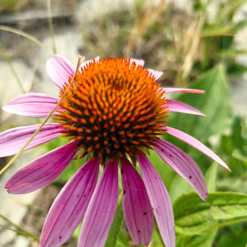 适合做花卉的菊花品种-图2