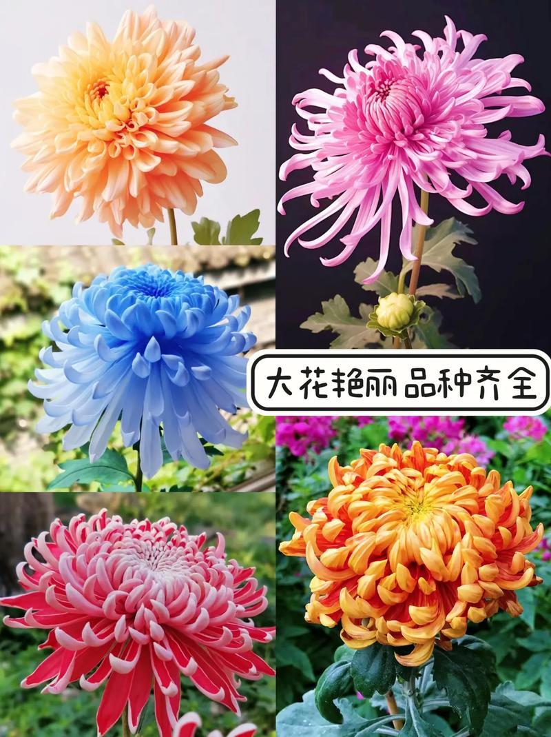 适合做花卉的菊花品种-图3