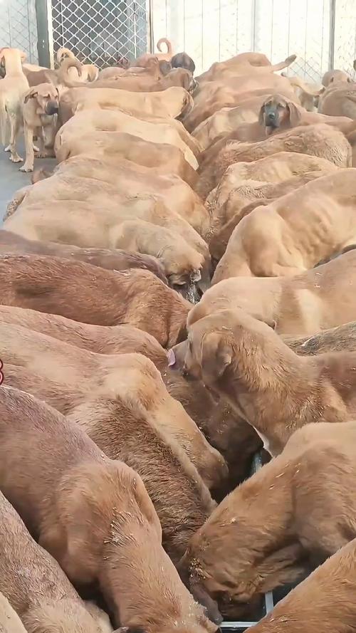 养什么品种肉食狗赚钱-图1