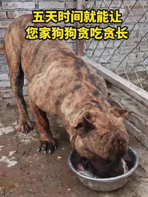 养什么品种肉食狗赚钱-图3