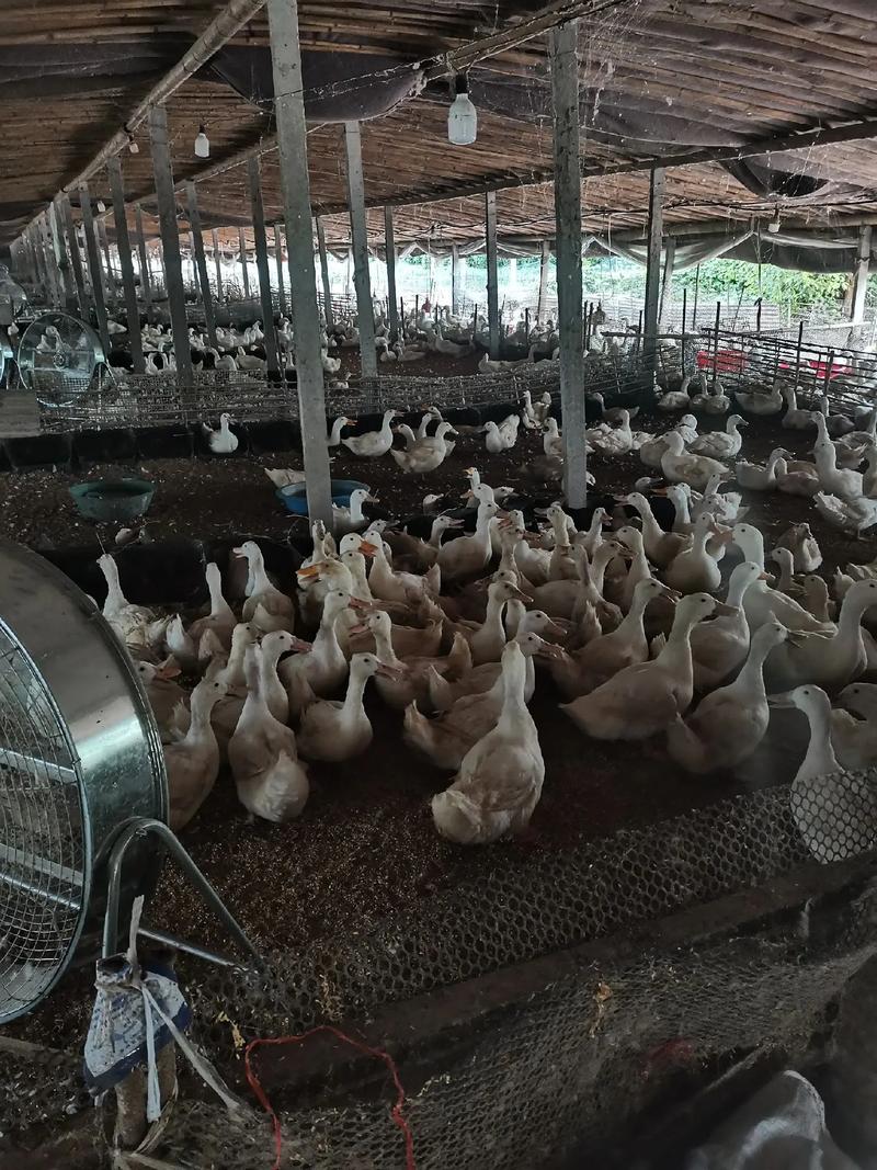 福建养鸭技术真这么赚钱？秘诀在哪？-图1