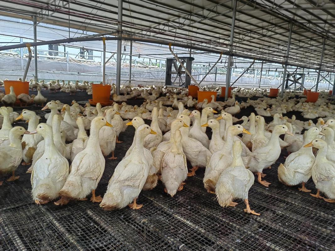 福建养鸭技术真这么赚钱？秘诀在哪？-图2