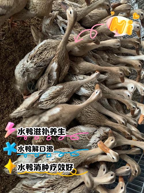 福建养鸭技术真这么赚钱？秘诀在哪？-图3