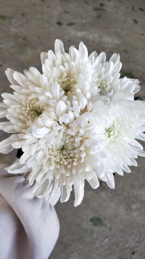 白色的菊花是什么品种-图1