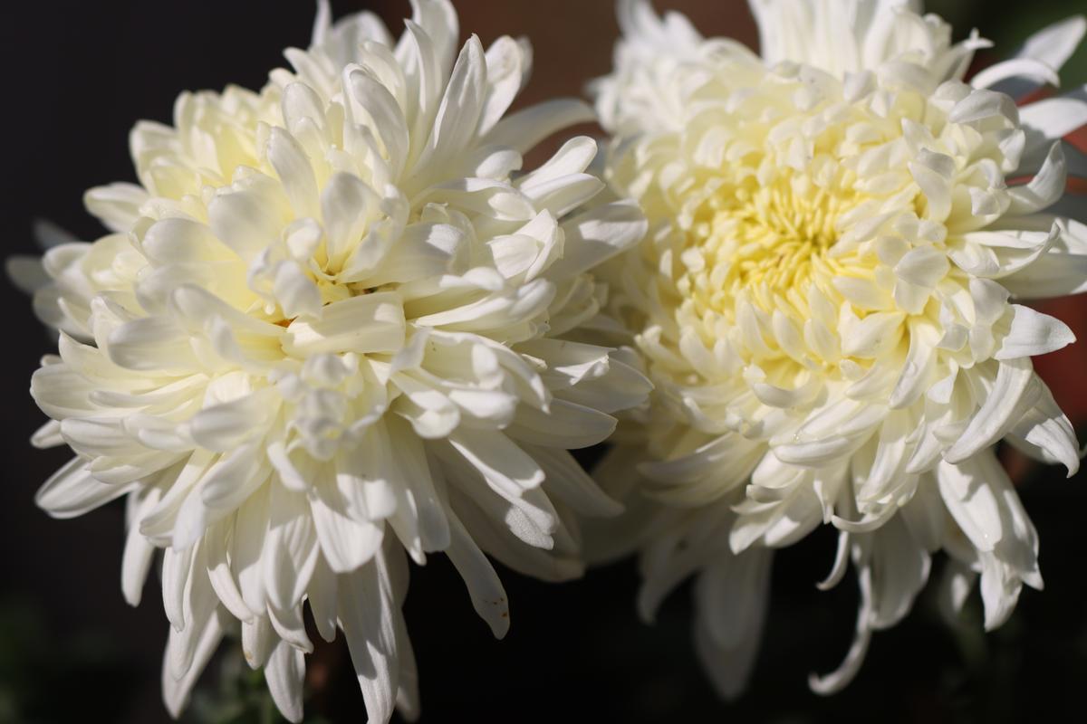 白色的菊花是什么品种-图2