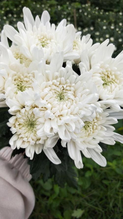 白色的菊花是什么品种-图3