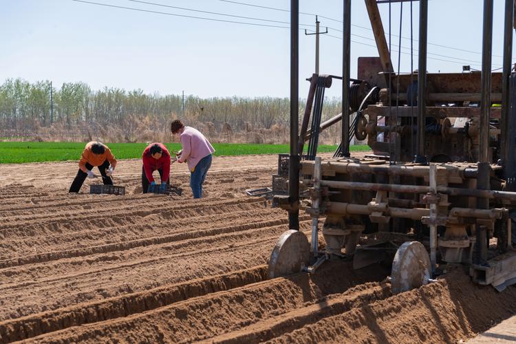 淮山山药种植技术视频怎么学？-图1
