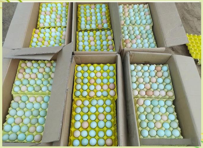 抱窝绿壳蛋鸡品种图片-图2