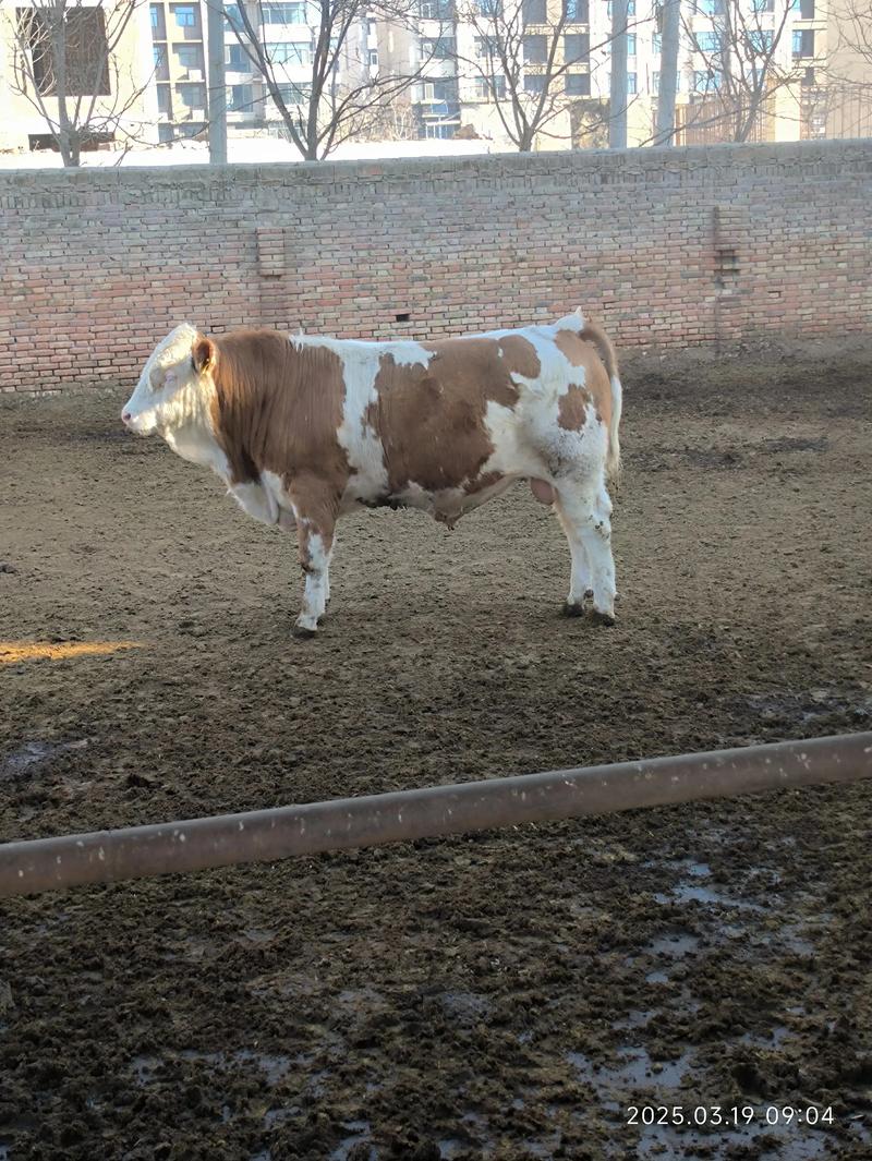 农村养牛养什么品种好-图1