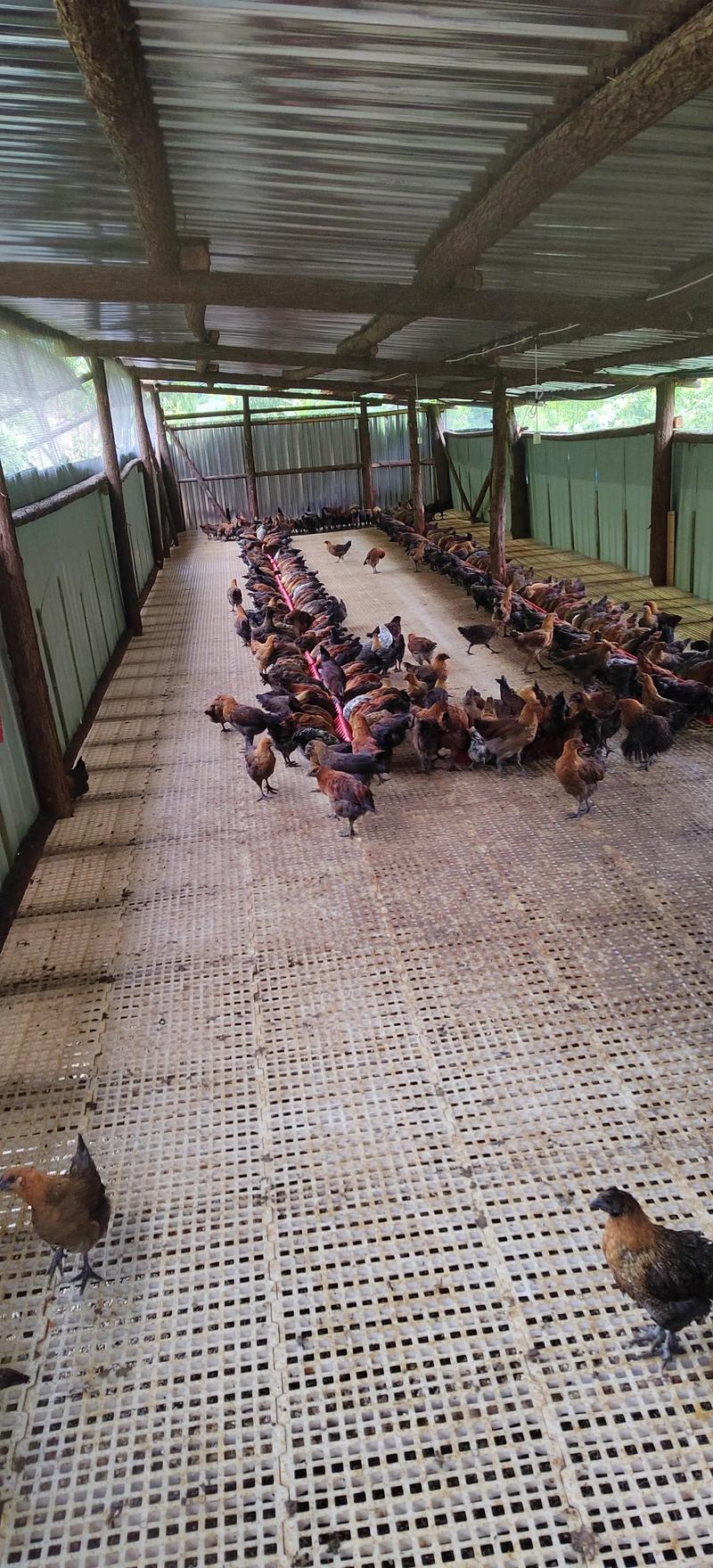 黃羽肉鸡大棚养殖技术-图2