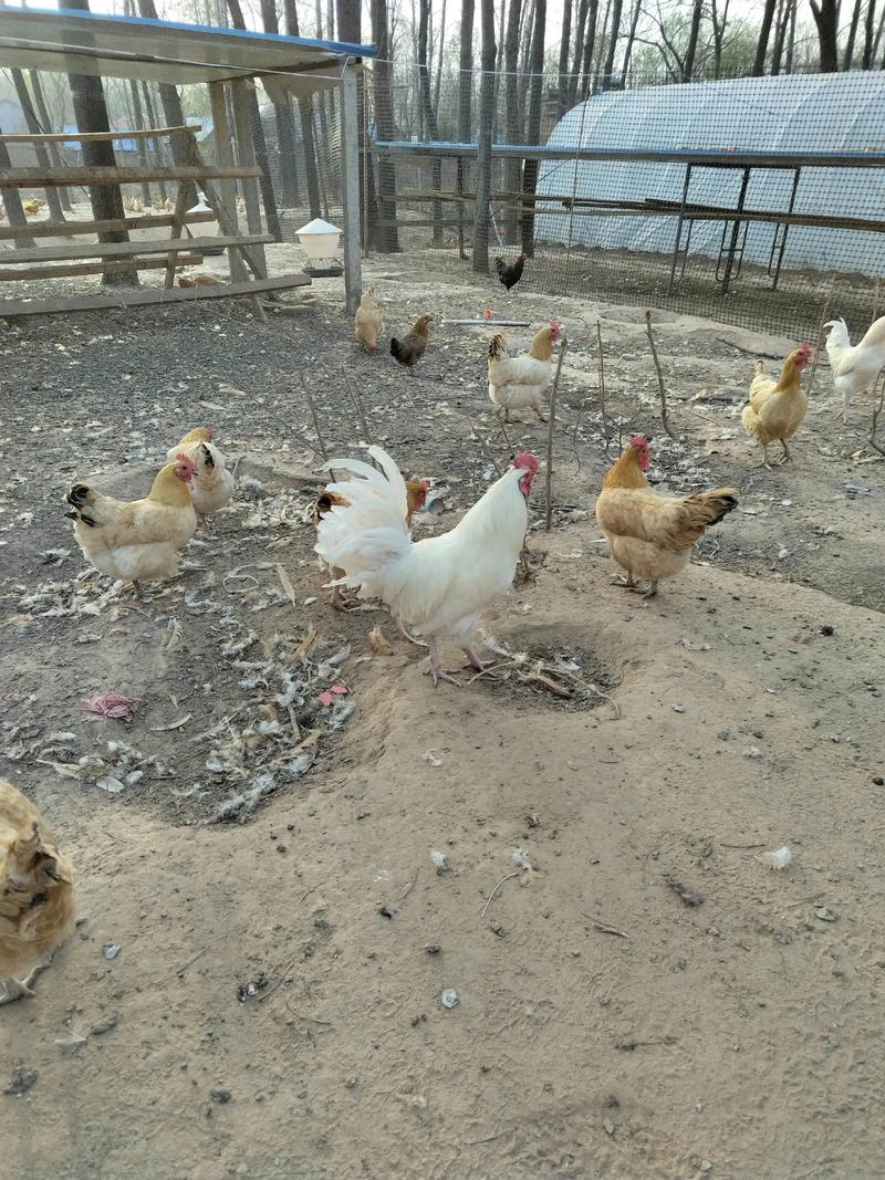 散养蛋鸡品种哪种最好-图1