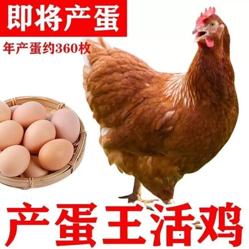 散养蛋鸡品种哪种最好-图3