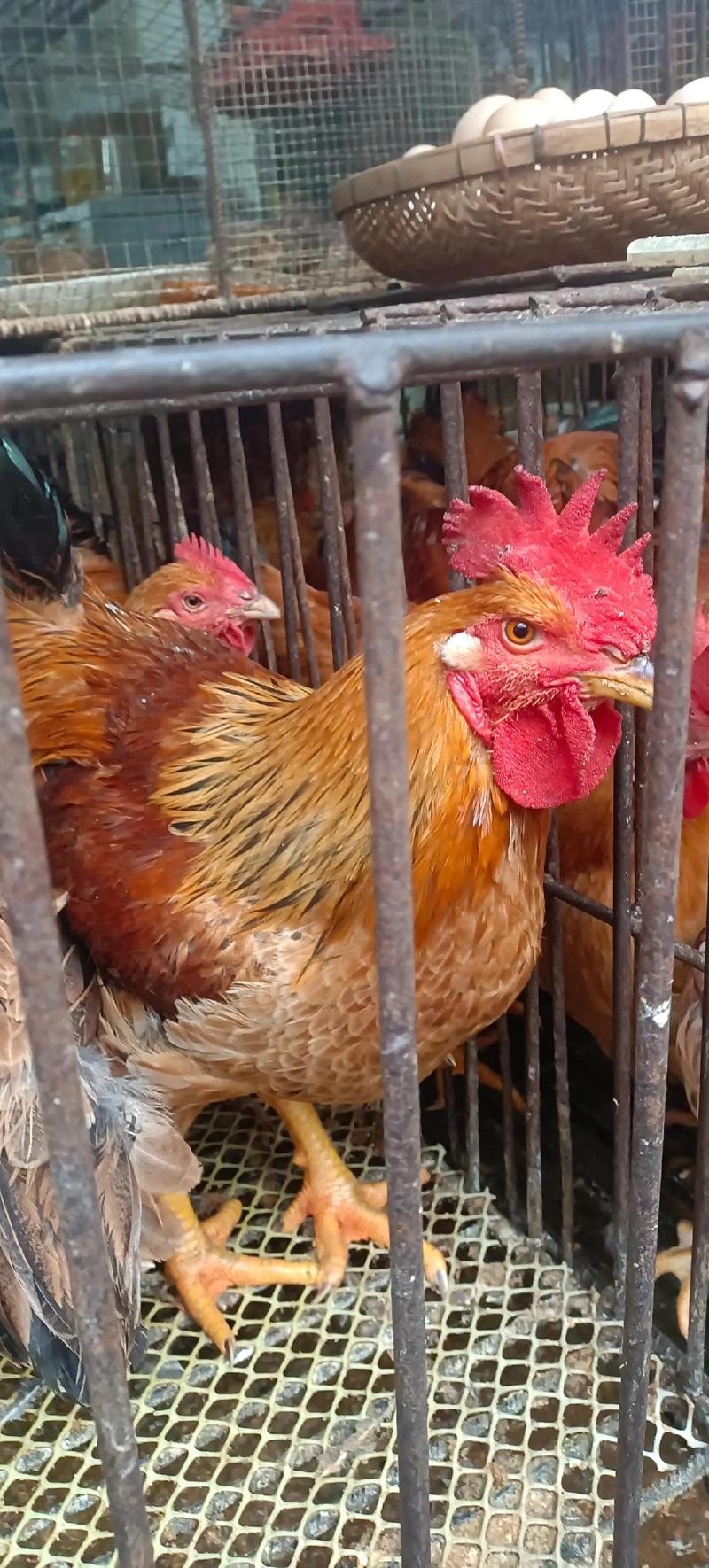 清明五一公鸡价格行情-图3