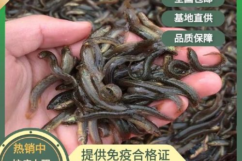 河北台湾泥鳅水花价格-图1