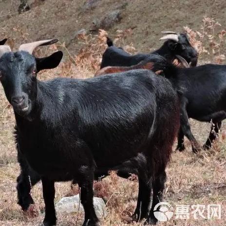 黑色的羊都有什么品种-图2