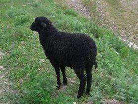 黑色的羊都有什么品种-图1