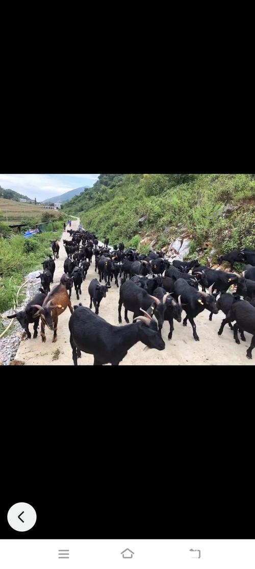 黑色的羊都有什么品种-图3