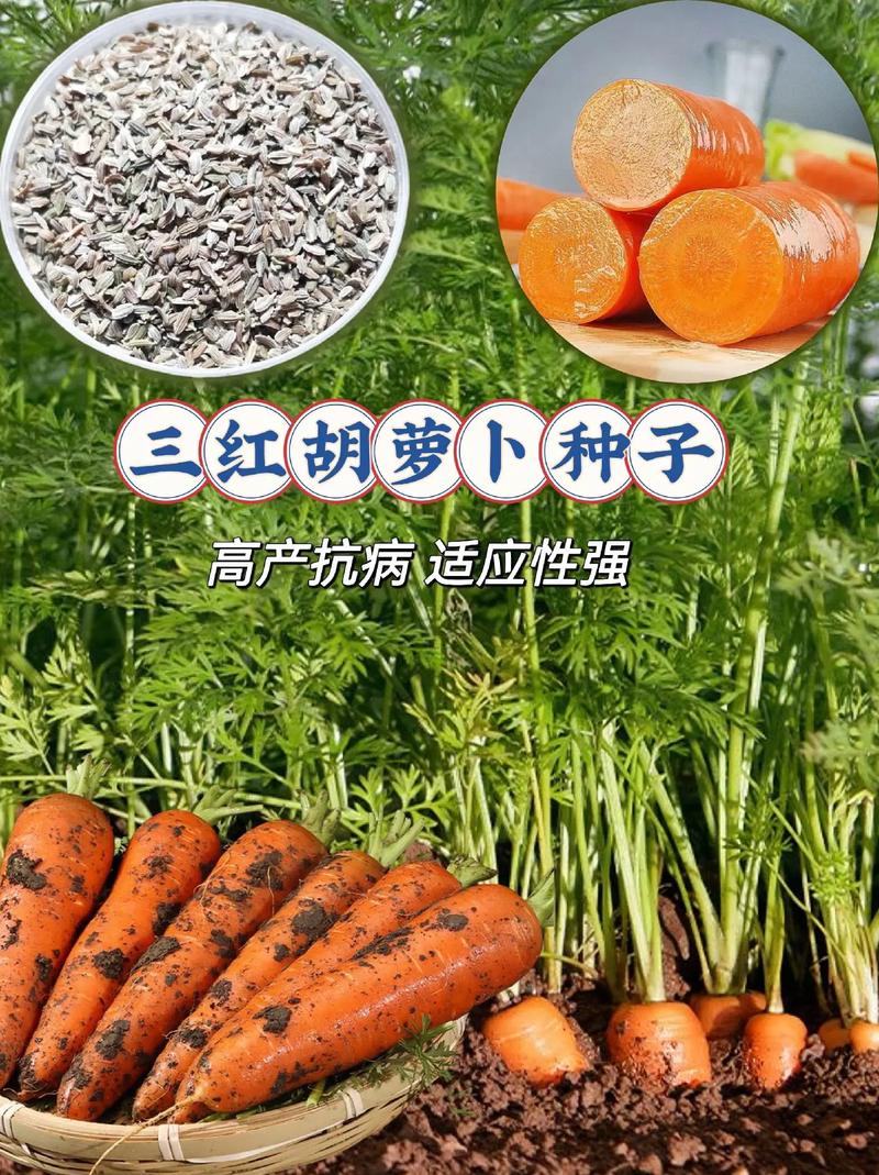 胡萝卜子怎么种植技术-图3