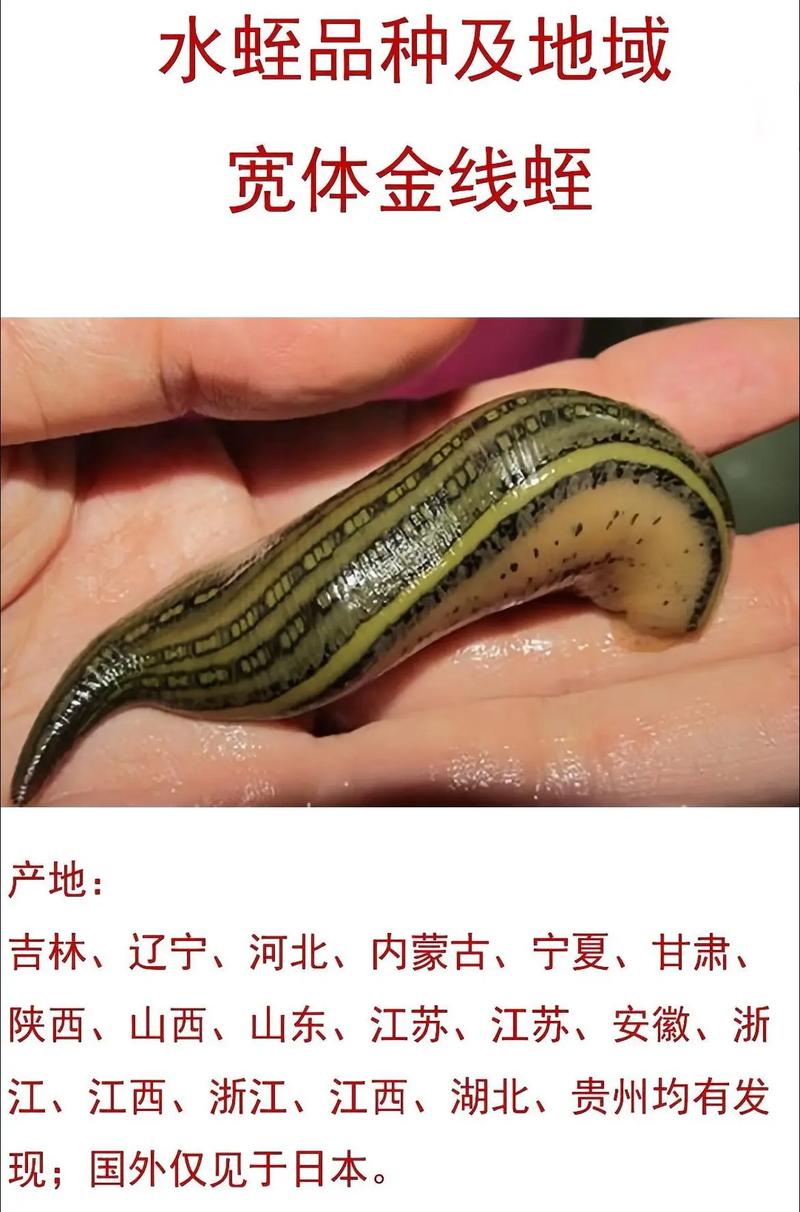 药用水蛭哪个品种更好-图1