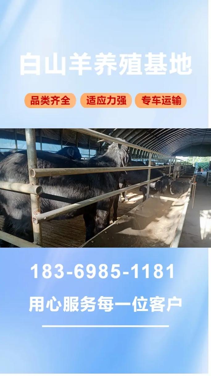 杜泊羊2025年价格-图1