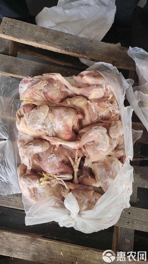 817肉鸡卖价格行情-图2