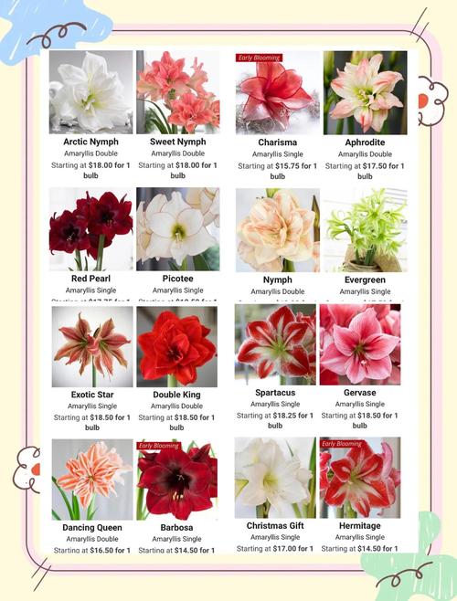 朱顶红最便宜品种是哪个？-图3