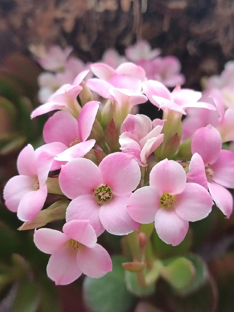 单瓣长寿花品种那有卖-图1