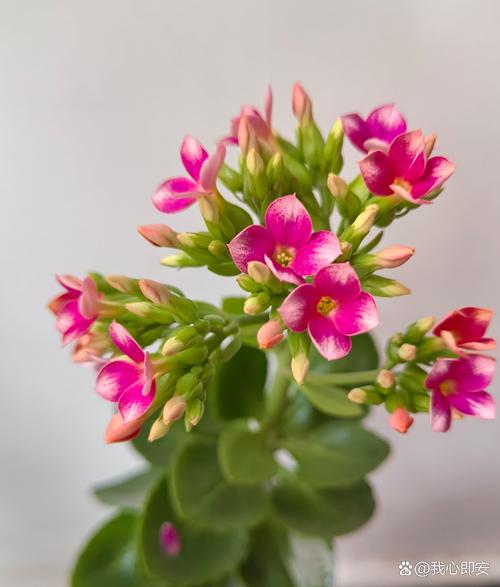 单瓣长寿花品种那有卖-图2