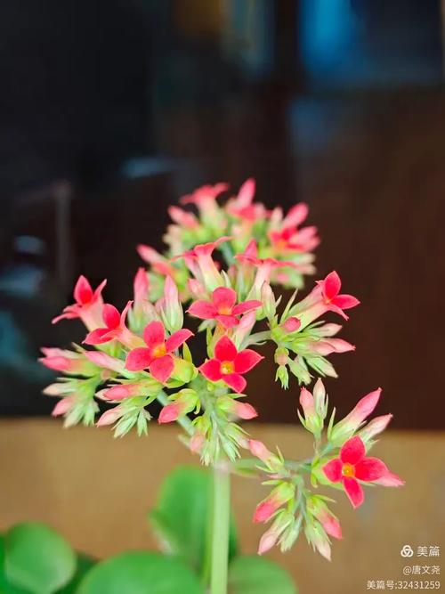 单瓣长寿花品种那有卖-图3