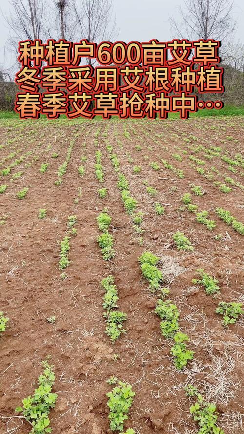 农广天地艾叶种植技术-图1