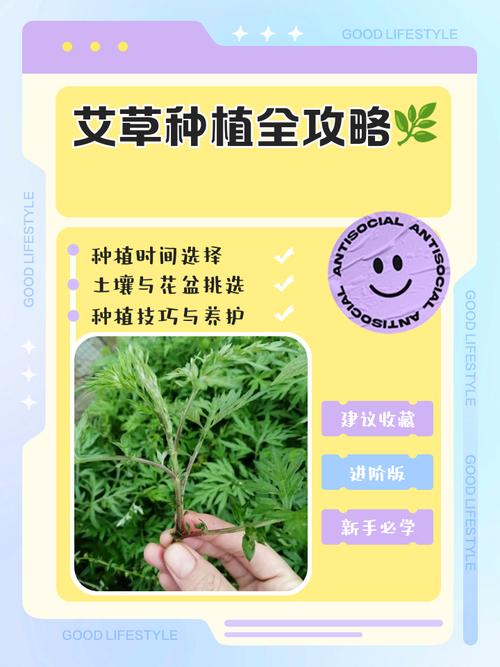 农广天地艾叶种植技术-图2