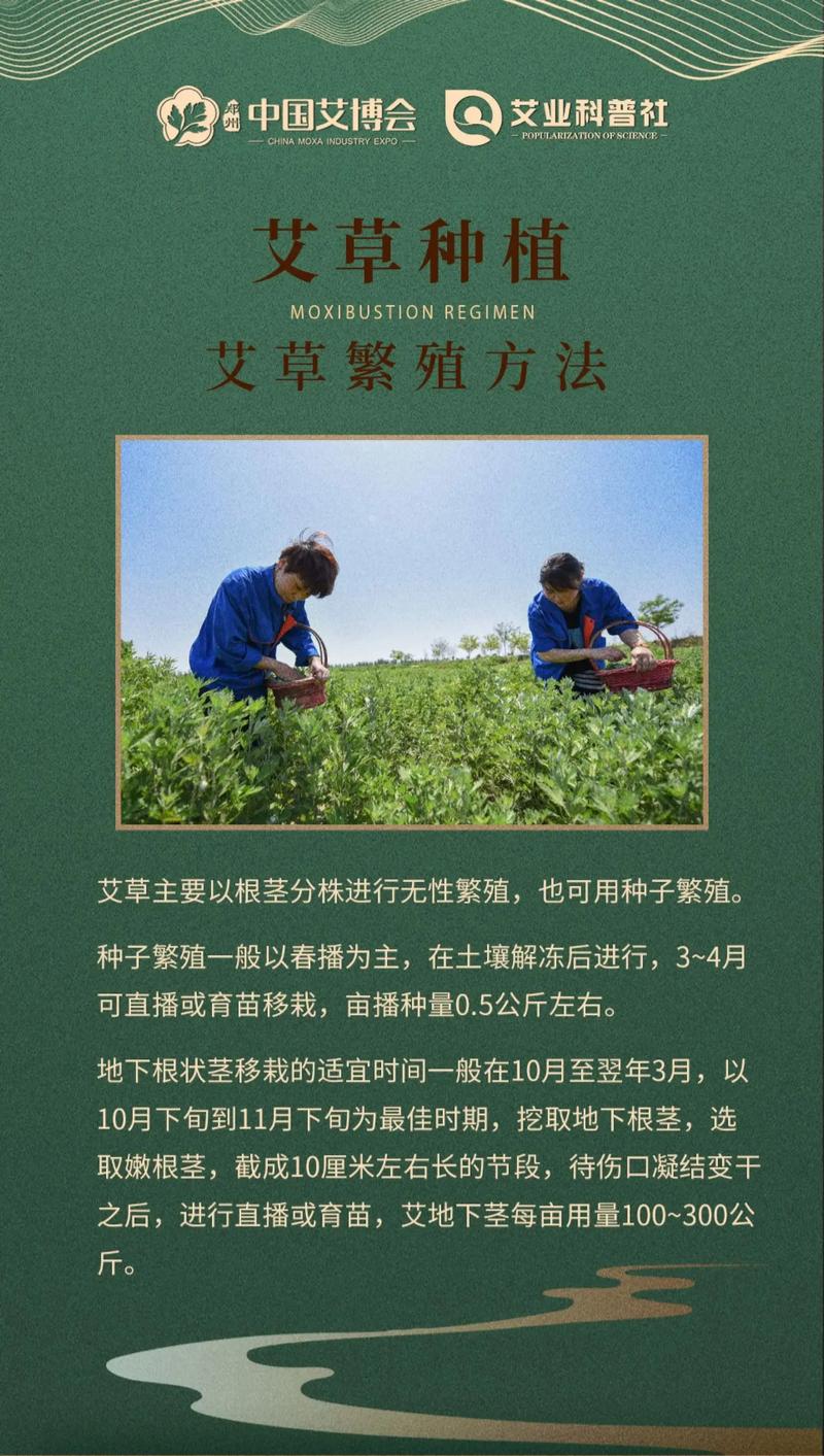 农广天地艾叶种植技术-图3