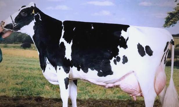 中国荷斯坦牛品种介绍-图2