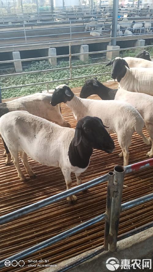 繁殖母羊要什么品种好-图1