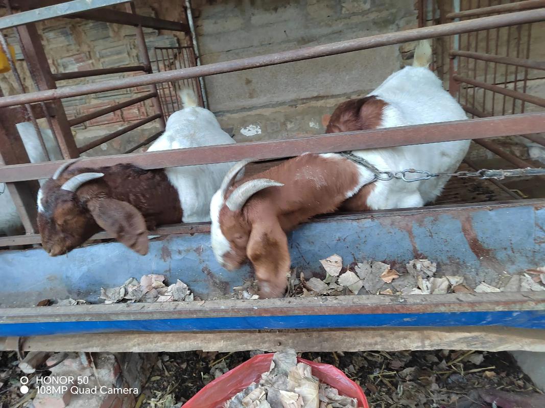 繁殖母羊要什么品种好-图2