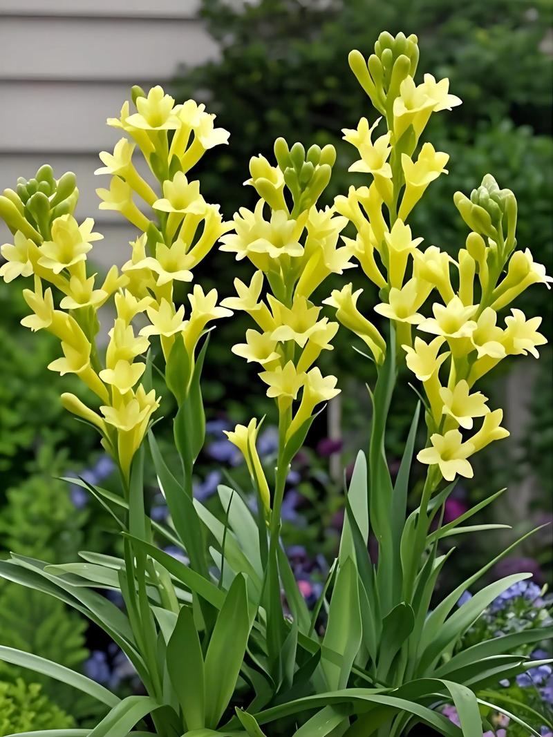 品种比较纯的晚香玉花-图1