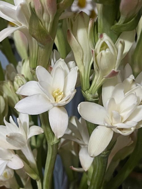 品种比较纯的晚香玉花-图2