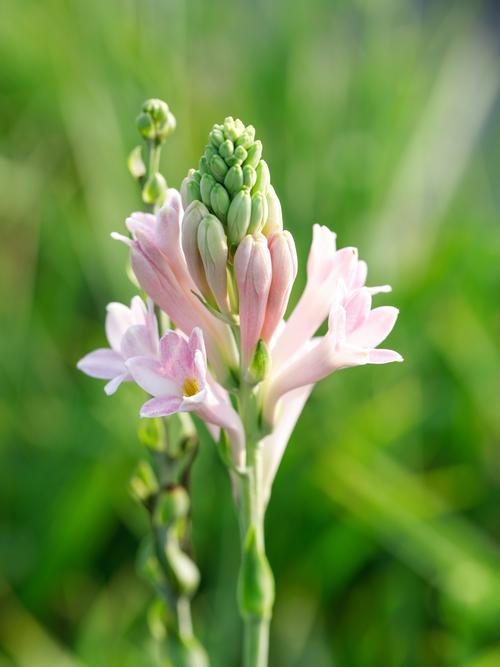 品种比较纯的晚香玉花-图3