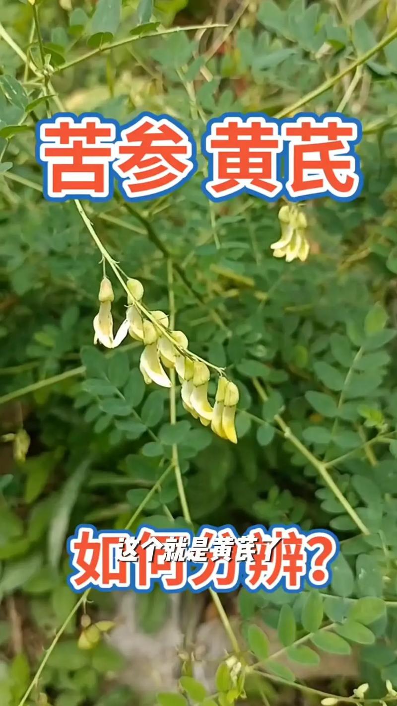 黄芪的种植技术及产地-图2