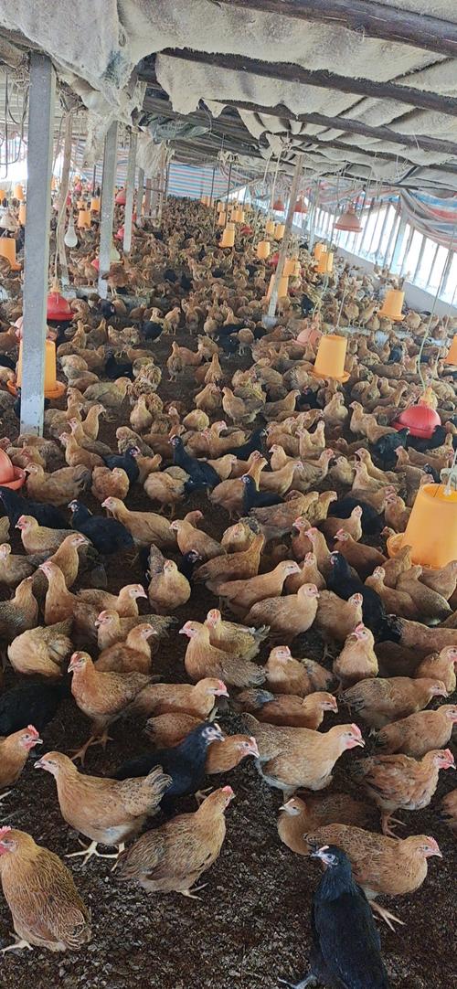 猪粪养蛆养鸡技术视频靠谱吗？-图1