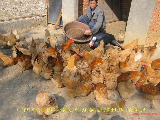 猪粪养蛆养鸡技术视频靠谱吗？-图2