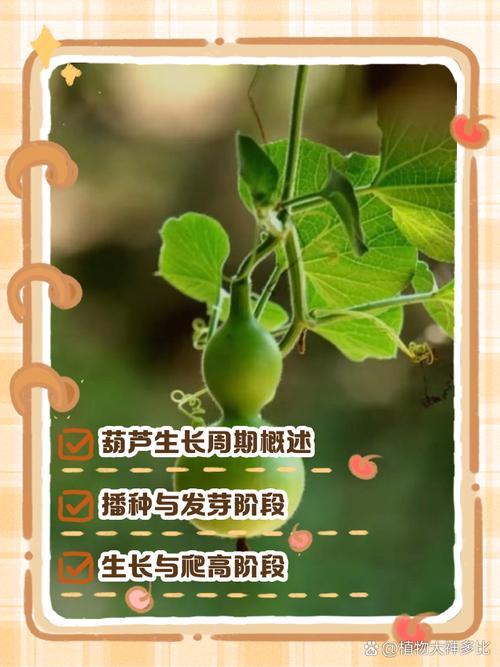 葫芦种植技术有哪些关键要点？-图1