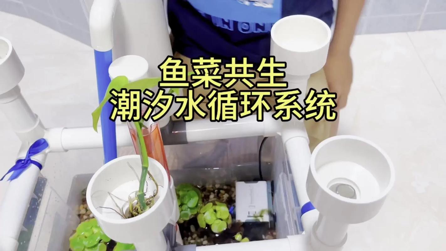 鱼塘水菜共生技术视频-图1