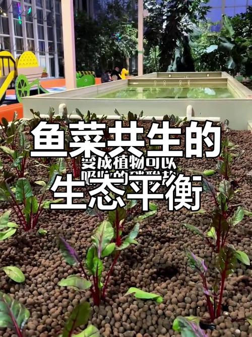 鱼塘水菜共生技术视频-图3