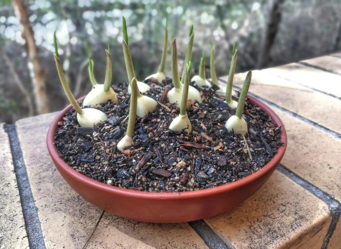 蒜苗种植品种怎么选？-图1