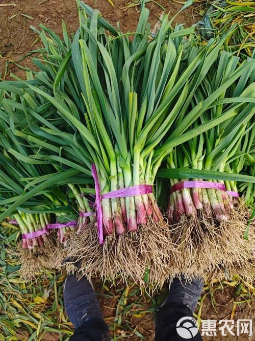 蒜苗种植品种怎么选？-图3