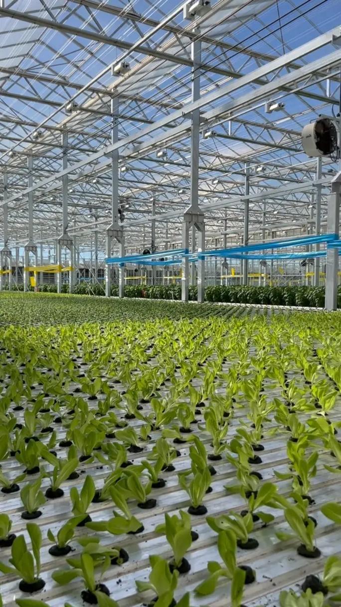 关于大棚蔬菜种植技术-图3