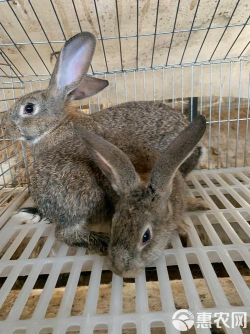肉兔子什么品种最好吃-图1