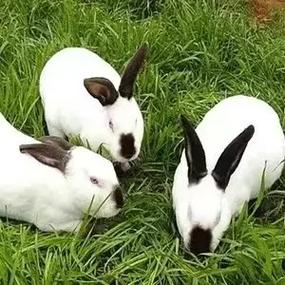 肉兔子什么品种最好吃-图3