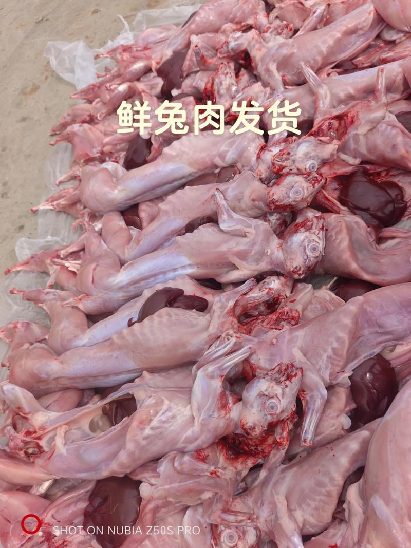 肉兔子什么品种最好吃-图2